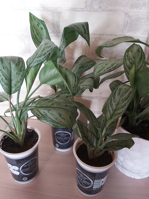 Комнатные цветы Аглаонема филодендрон Биркин