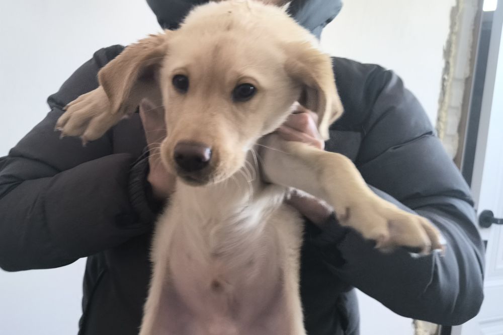 Щенок лабрадор мальчик