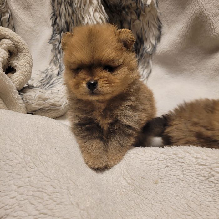 Продаются шпицы малыши