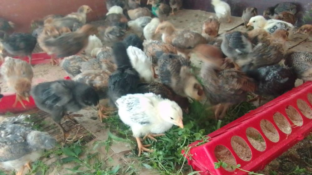 Продам домашних цыплят