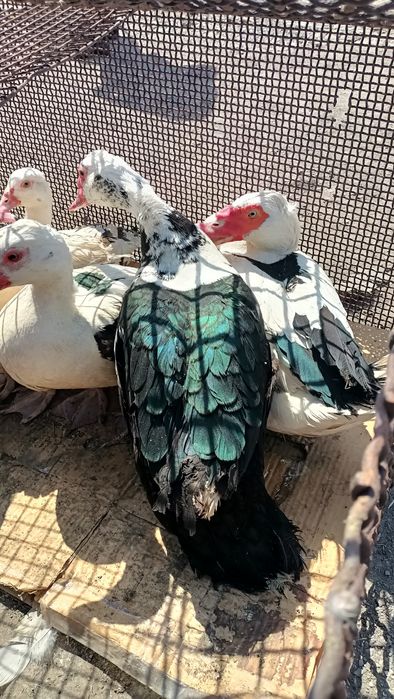 Продаю Инда-уток