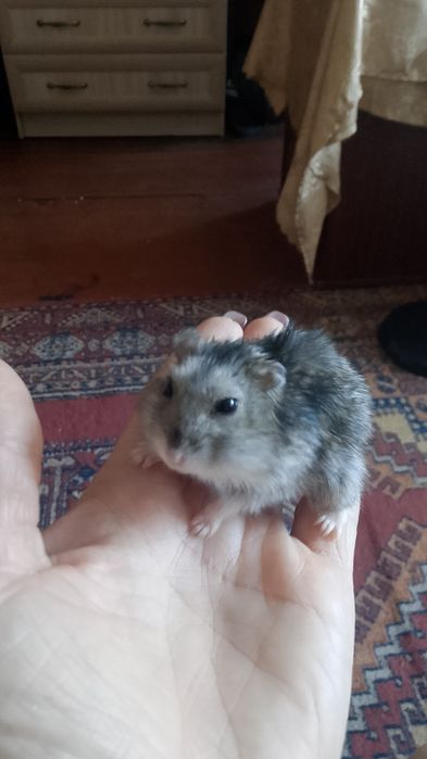 Продам Хомяков с клеткой