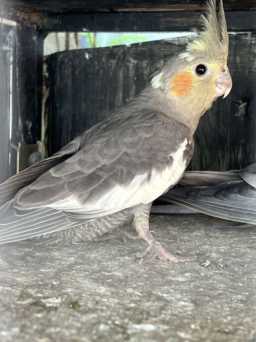 Nimfe    Perechi disponibil !