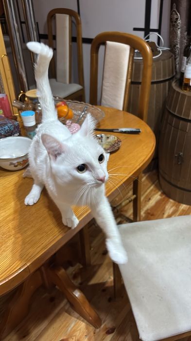 Отдадим котика даром