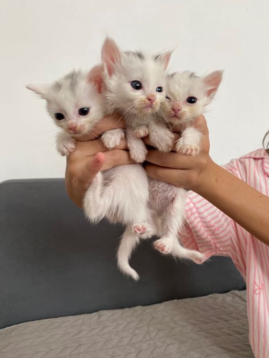 Котята в заботливые руки