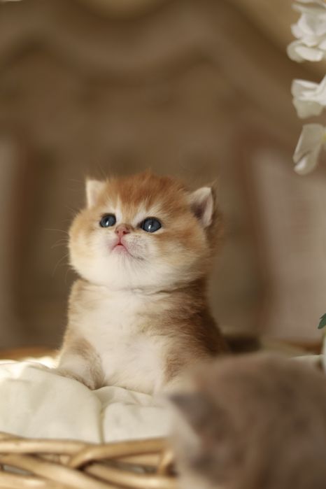 Котенок Золотая Шиншилла