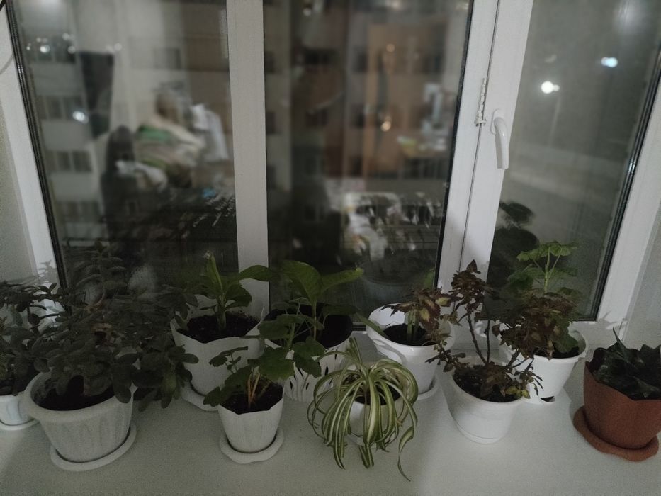 Продам комнатные цветы