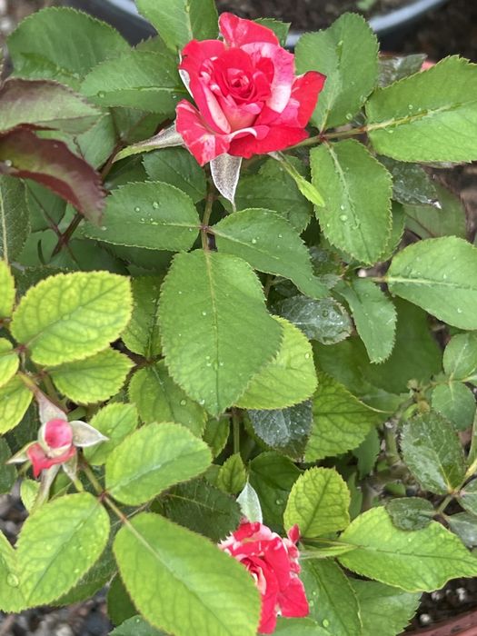 Спрей розы 2 х летки