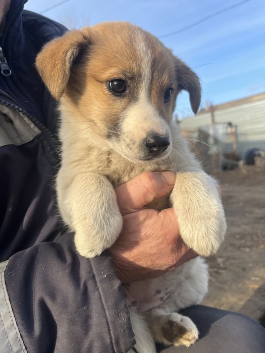 Собачки,щенята в добрые руки.