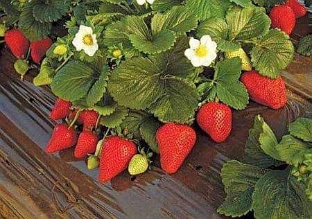 Целогодишен Расад Ягоди