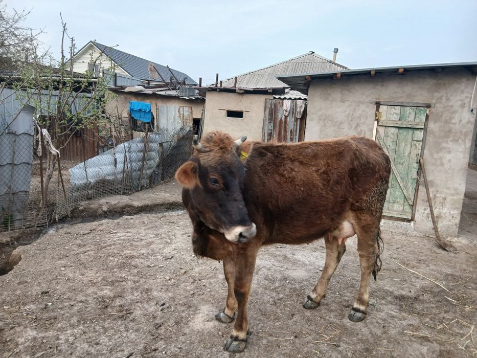 Продам алатау телку первый отель