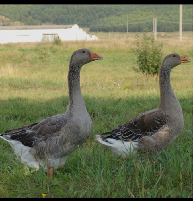 Продаю гусей 2 вида серые и белые