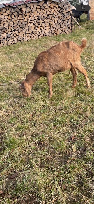 Anglonubiene metis f4