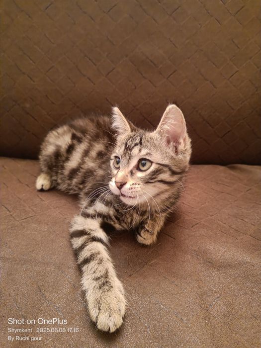 Три котенка для Форестера Черный - мальчик, остальные две - девочки.