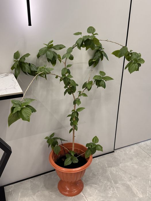 Продам цветы домашние