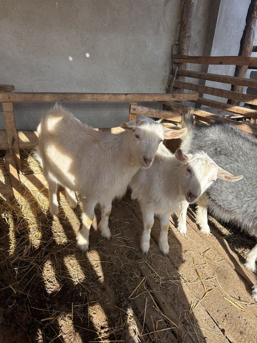 Срочно ешкилер сатылады