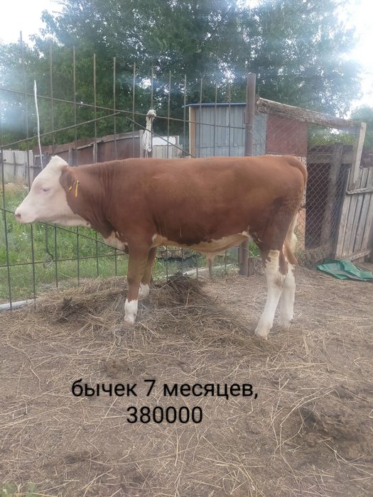 Продам телят. п. Дарьинск