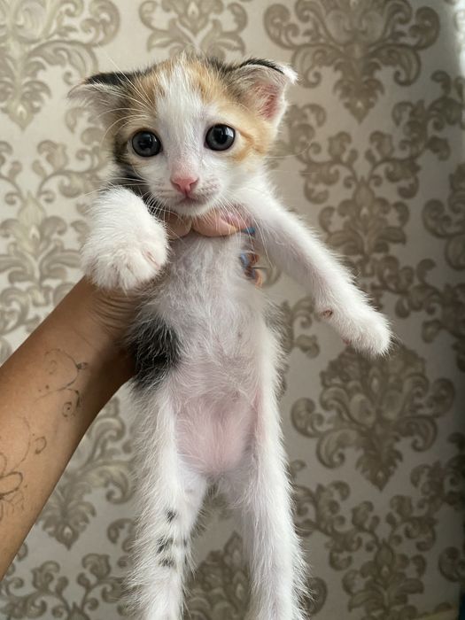 1-месячные котята в добрые руки