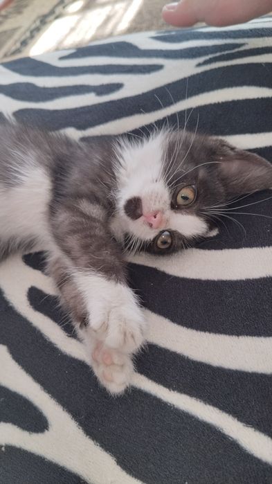 Отдам котенка Бесплатно