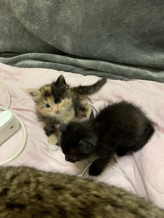 Вислоухие котята девочки