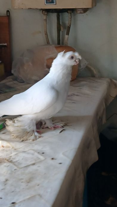 Белый самец плодный