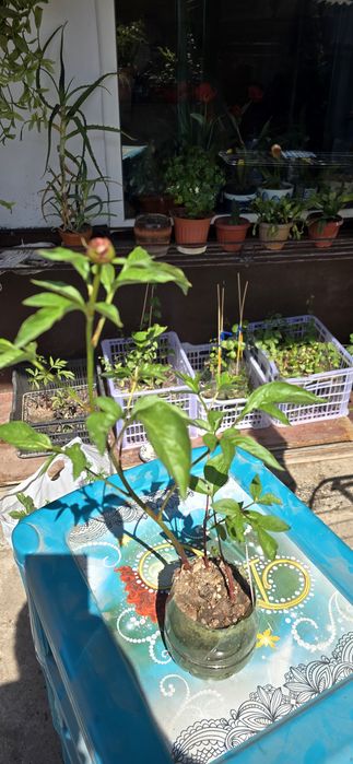 Продам садовые цветы