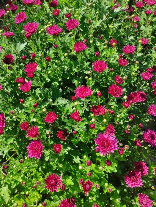 Хризантемы мультифлора