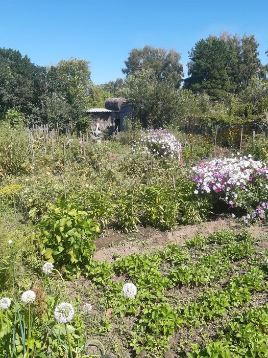Продам дачу , сад здоровье