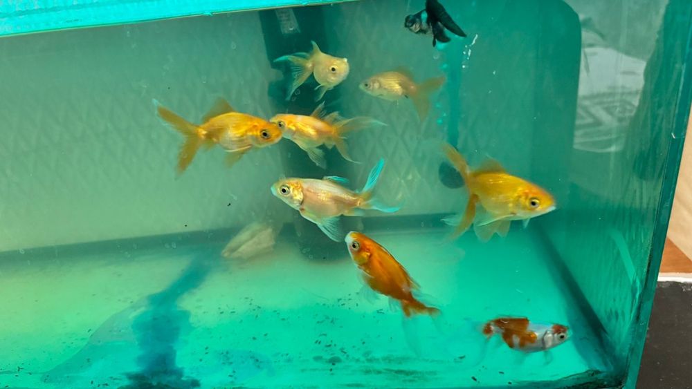 Золотые рыбки большие