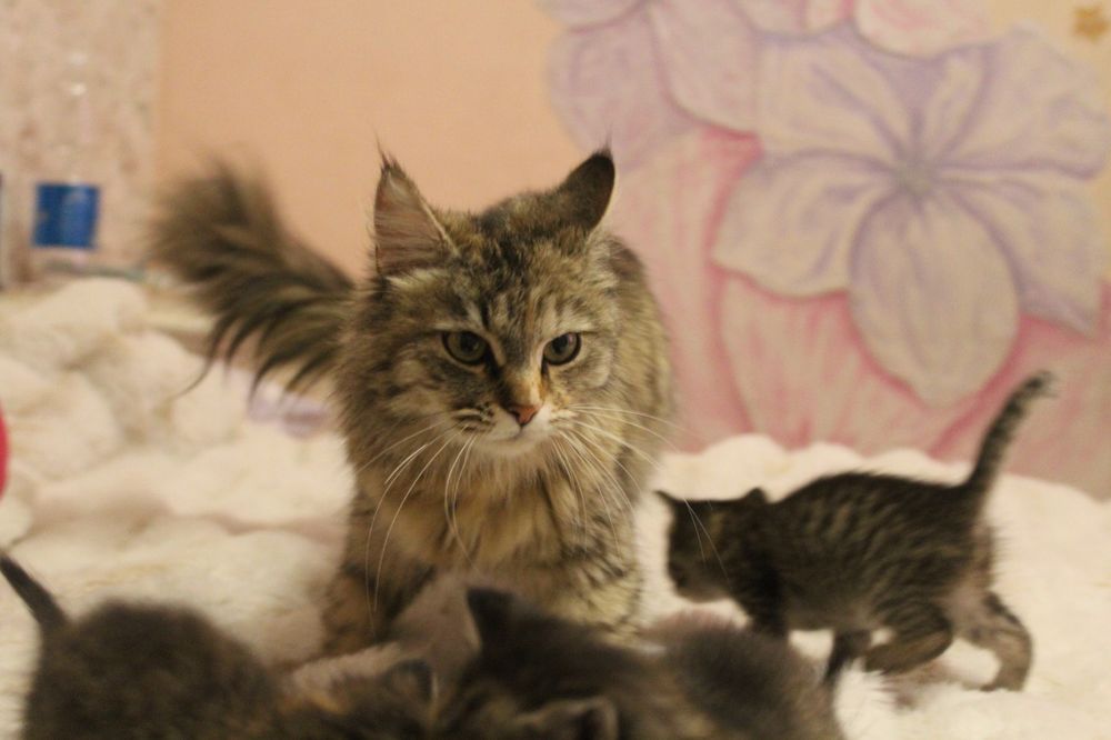 продам котят Мейн Кун