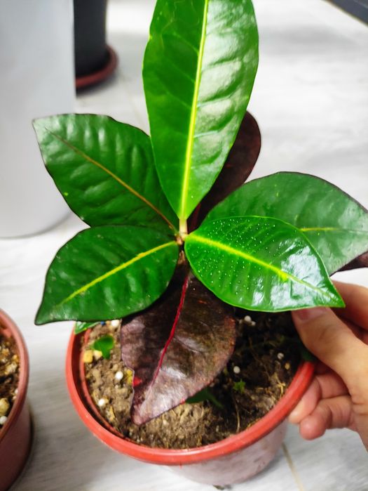 Распродажа декоративных комнатных растений