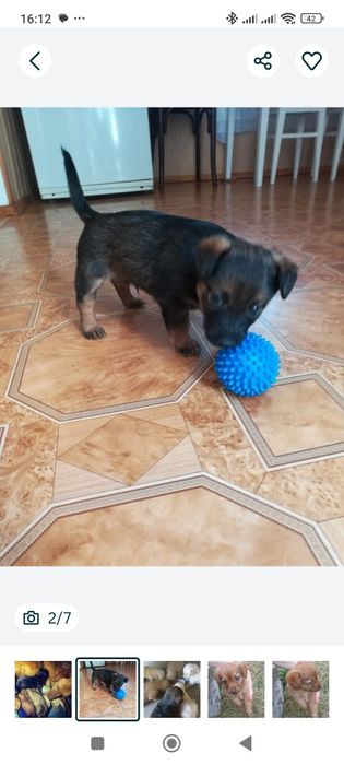 Щеночка в добрые руки