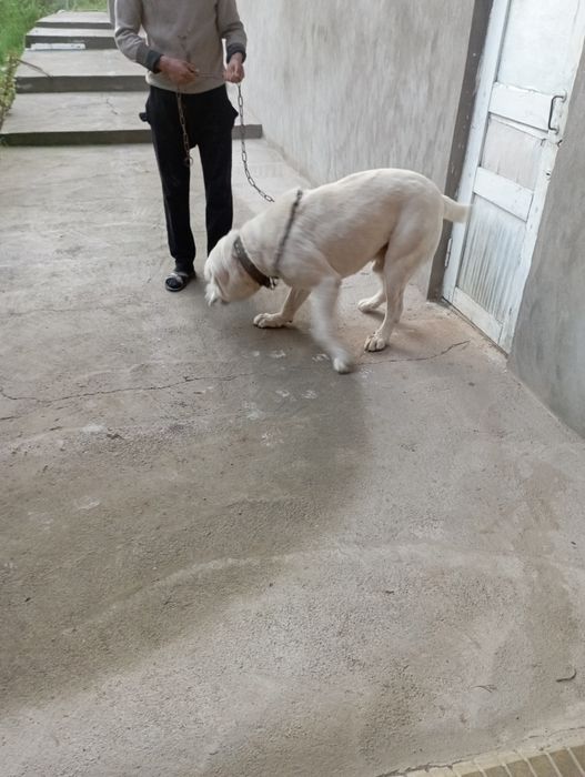 Alabay sotiladi 1 yosh sogʻlom