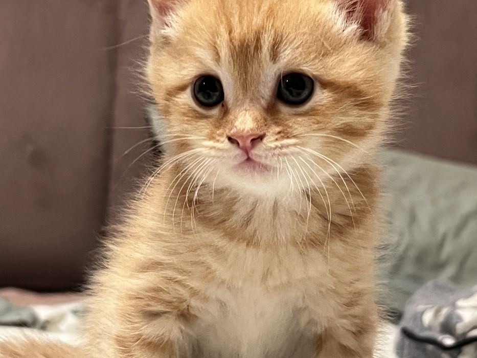 Котята.  Полтора месяца