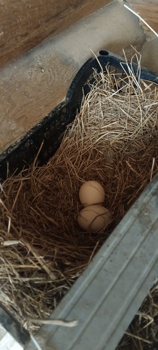 Продается семья курей