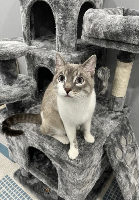 Вязка кота Линкс поинт