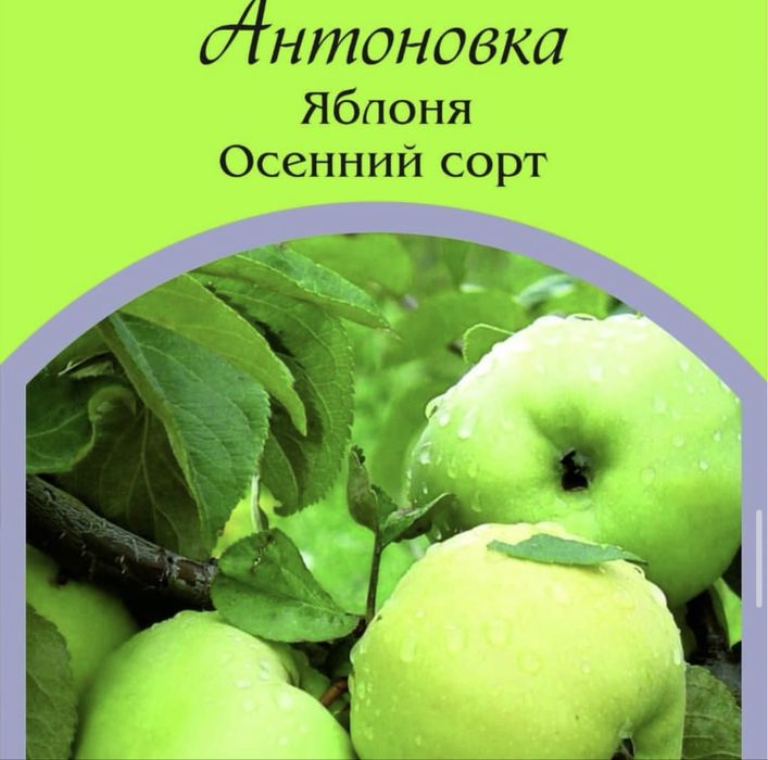 Саженцы яблони оптом