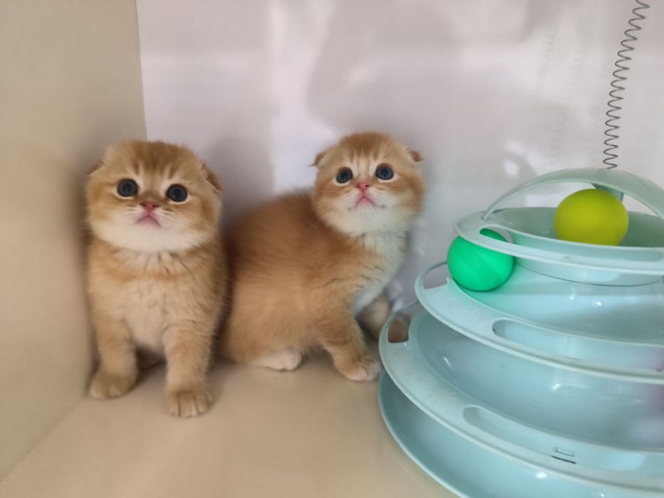 Котята чистокровные