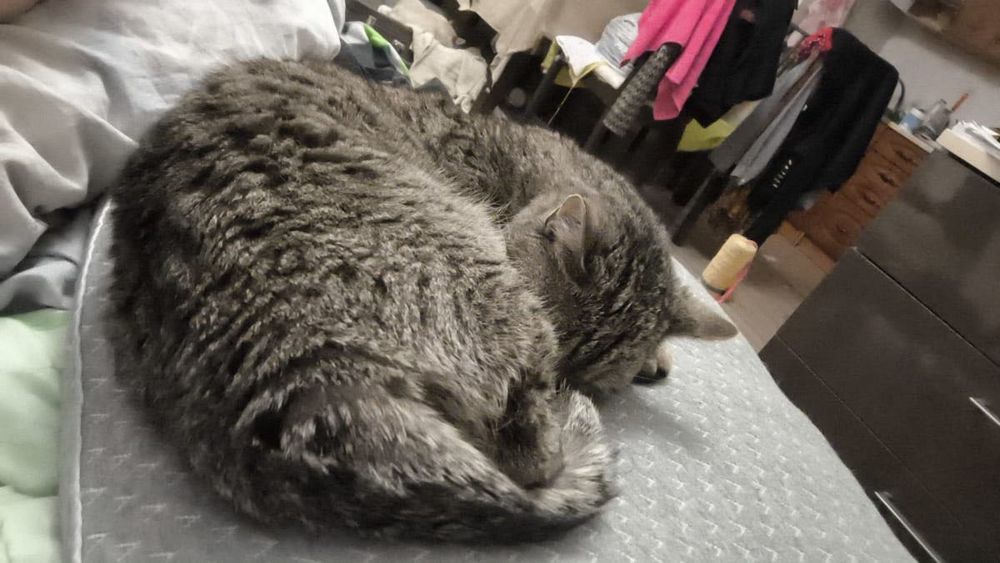 Кошка ищет семью