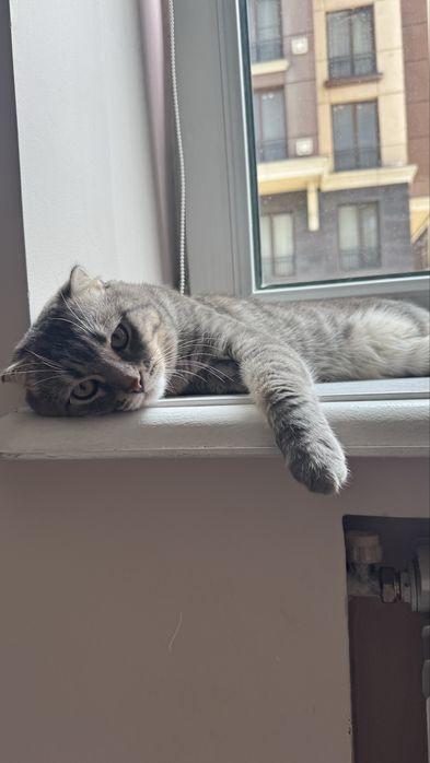 Продам кота британец