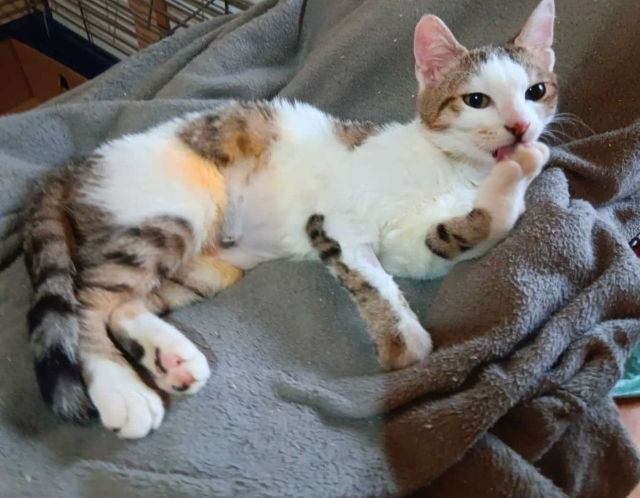 Adoptie pui de pisica Esma