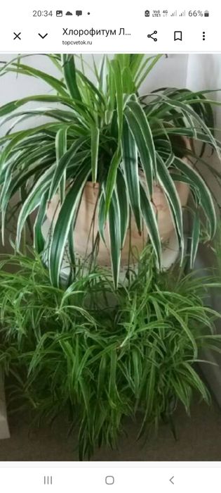 Продам цветы хлорофитум