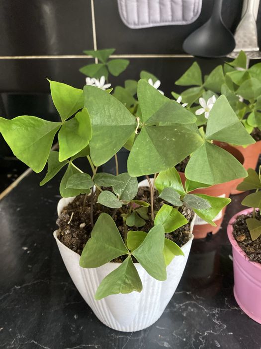 Оксалис зеленый, бабочка продам