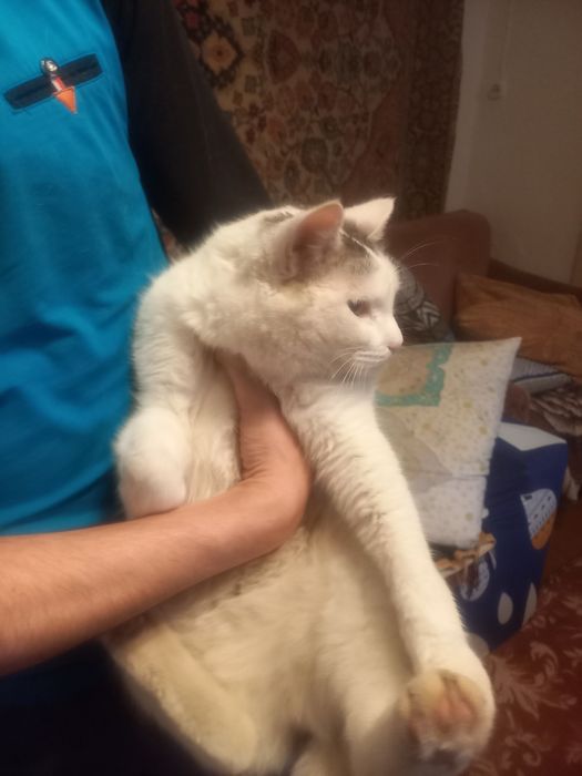 домашние животные