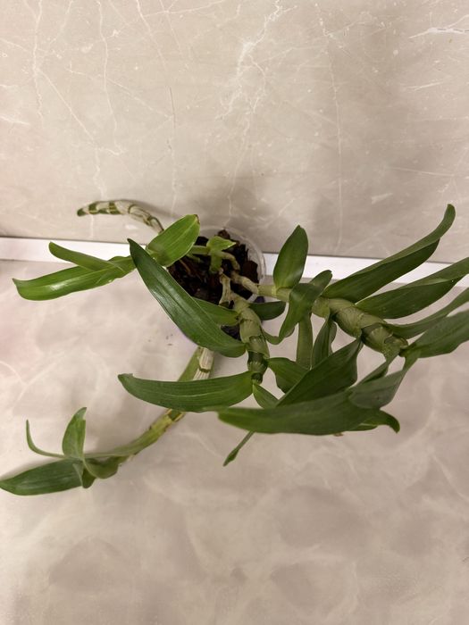 Орхидея Дендробиум/Dendribium и Фаленопсис/Phalaenopsis