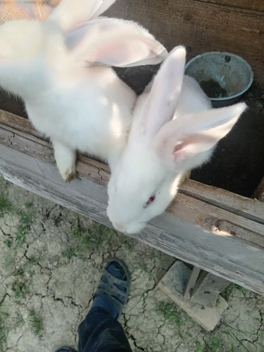 De vânzare 2 iepurași