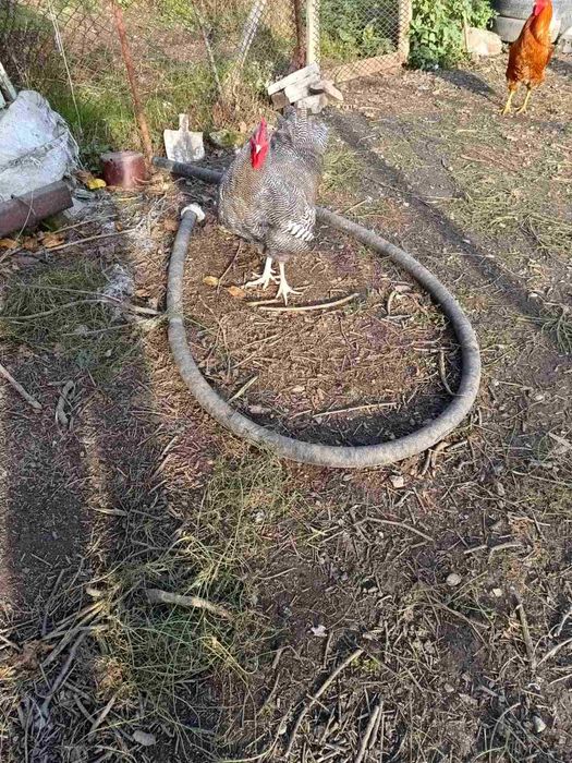 Патици за Коледа- бели. Кокошки -различни породи.