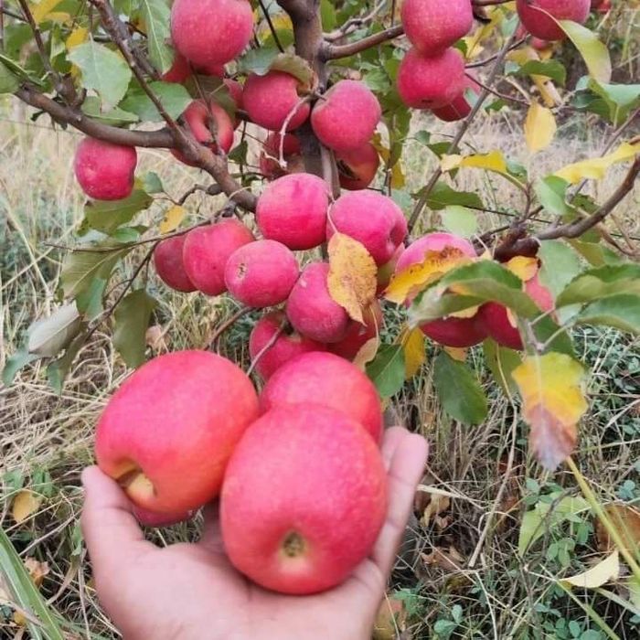 Мевалик кучатлар бор