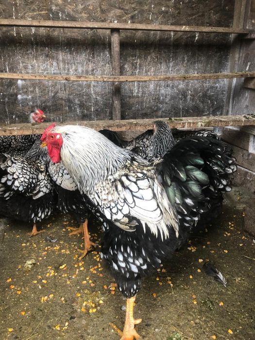 Gaini wiandotte si rase foarte mari si oua de incubat