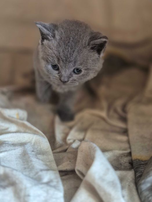 Британски котета